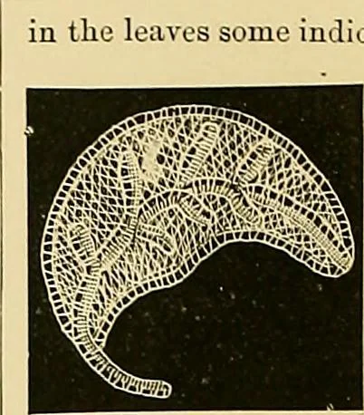 An illustration from The dictionary of needlework : an encyclopaedia of artistic, plain, and fancy needlework. Dealing fully with the details of all the stitches employed, the method of working, the materials used, the meaning of technical terms, and, where necessary, tracing the origin and history of the various works described. Illustrated with upwards of 800 wood engravings, and coloured plates. Plain sewing, textiles, dressmaking, appliances, and terms, 1885, leaf 63