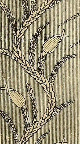 An illustration from The dictionary of needlework : an encyclopaedia of artistic, plain, and fancy needlework. Dealing fully with the details of all the stitches employed, the method of working, the materials used, the meaning of technical terms, and, where necessary, tracing the origin and history of the various works described. Illustrated with upwards of 800 wood engravings, and coloured plates. Plain sewing, textiles, dressmaking, appliances, and terms, 1885, leaf 64