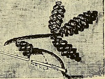 An illustration from The dictionary of needlework : an encyclopaedia of artistic, plain, and fancy needlework. Dealing fully with the details of all the stitches employed, the method of working, the materials used, the meaning of technical terms, and, where necessary, tracing the origin and history of the various works described. Illustrated with upwards of 800 wood engravings, and coloured plates. Plain sewing, textiles, dressmaking, appliances, and terms, 1885, leaf 117