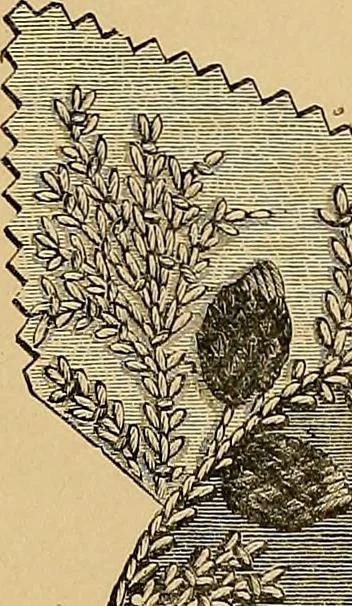 An illustration from The dictionary of needlework : an encyclopaedia of artistic, plain, and fancy needlework. Dealing fully with the details of all the stitches employed, the method of working, the materials used, the meaning of technical terms, and, where necessary, tracing the origin and history of the various works described. Illustrated with upwards of 800 wood engravings, and coloured plates. Plain sewing, textiles, dressmaking, appliances, and terms, 1885, leaf 153