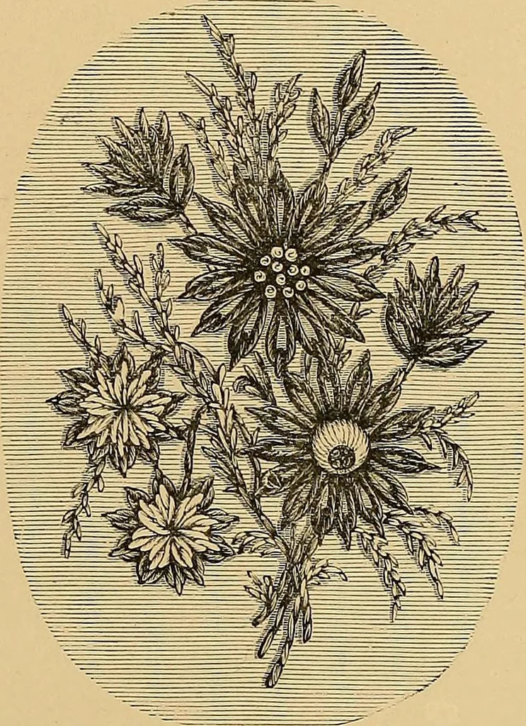 An illustration from The dictionary of needlework : an encyclopaedia of artistic, plain, and fancy needlework. Dealing fully with the details of all the stitches employed, the method of working, the materials used, the meaning of technical terms, and, where necessary, tracing the origin and history of the various works described. Illustrated with upwards of 800 wood engravings, and coloured plates. Plain sewing, textiles, dressmaking, appliances, and terms, 1885, leaf 157