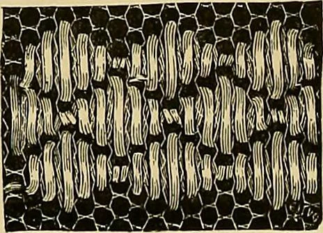 An illustration from The dictionary of needlework : an encyclopaedia of artistic, plain, and fancy needlework. Dealing fully with the details of all the stitches employed, the method of working, the materials used, the meaning of technical terms, and, where necessary, tracing the origin and history of the various works described. Illustrated with upwards of 800 wood engravings, and coloured plates. Plain sewing, textiles, dressmaking, appliances, and terms, 1885, leaf 68