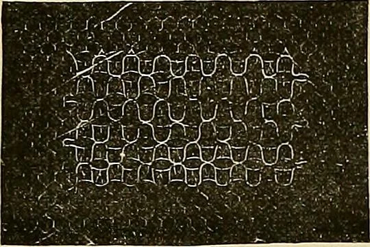 An illustration from The dictionary of needlework : an encyclopaedia of artistic, plain, and fancy needlework. Dealing fully with the details of all the stitches employed, the method of working, the materials used, the meaning of technical terms, and, where necessary, tracing the origin and history of the various works described. Illustrated with upwards of 800 wood engravings, and coloured plates. Plain sewing, textiles, dressmaking, appliances, and terms, 1885, leaf 69