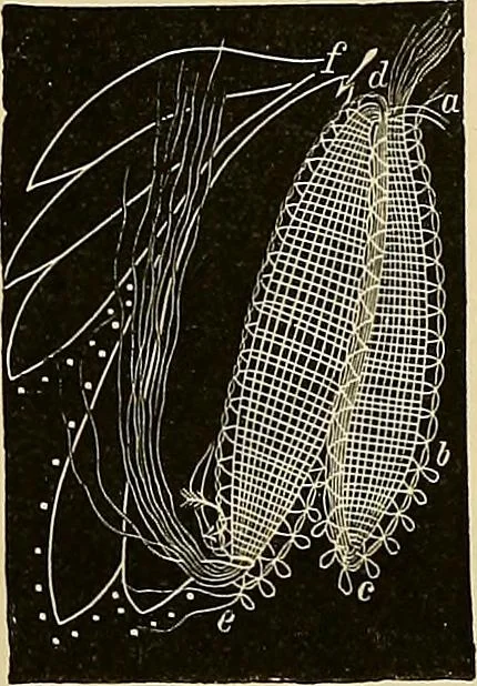 An illustration from The dictionary of needlework : an encyclopaedia of artistic, plain, and fancy needlework. Dealing fully with the details of all the stitches employed, the method of working, the materials used, the meaning of technical terms, and, where necessary, tracing the origin and history of the various works described. Illustrated with upwards of 800 wood engravings, and coloured plates. Plain sewing, textiles, dressmaking, appliances, and terms, 1885, leaf 89