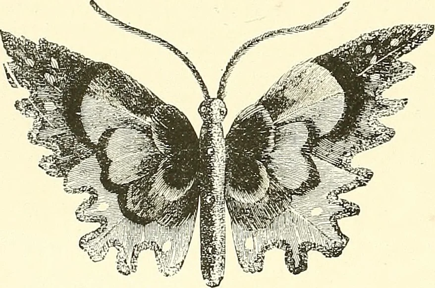 An illustration from The dictionary of needlework : an encyclopaedia of artistic, plain, and fancy needlework. Dealing fully with the details of all the stitches employed, the method of working, the materials used, the meaning of technical terms, and, where necessary, tracing the origin and history of the various works described. Illustrated with upwards of 800 wood engravings, and coloured plates. Plain sewing, textiles, dressmaking, appliances, and terms, 1885, leaf 21