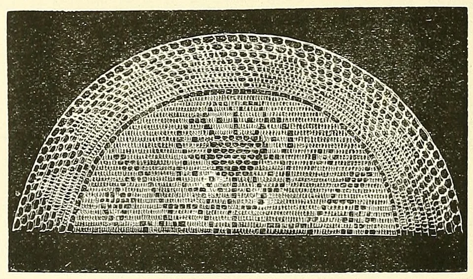 An illustration from The dictionary of needlework : an encyclopaedia of artistic, plain, and fancy needlework. Dealing fully with the details of all the stitches employed, the method of working, the materials used, the meaning of technical terms, and, where necessary, tracing the origin and history of the various works described. Illustrated with upwards of 800 wood engravings, and coloured plates. Plain sewing, textiles, dressmaking, appliances, and terms, 1885, leaf 79