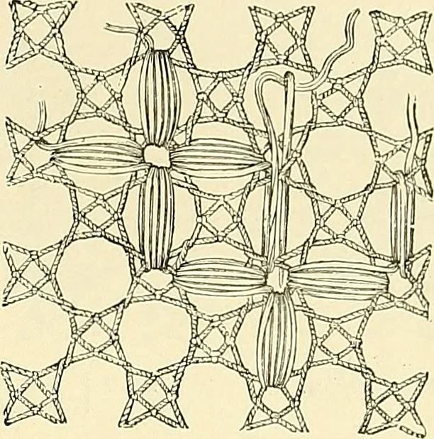 An illustration from The dictionary of needlework : an encyclopaedia of artistic, plain, and fancy needlework. Dealing fully with the details of all the stitches employed, the method of working, the materials used, the meaning of technical terms, and, where necessary, tracing the origin and history of the various works described. Illustrated with upwards of 800 wood engravings, and coloured plates. Plain sewing, textiles, dressmaking, appliances, and terms, 1885, leaf 92