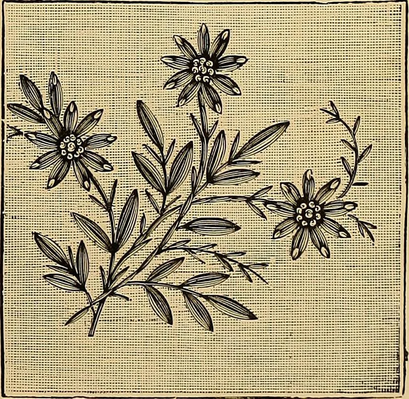 An illustration from The dictionary of needlework : an encyclopaedia of artistic, plain, and fancy needlework. Dealing fully with the details of all the stitches employed, the method of working, the materials used, the meaning of technical terms, and, where necessary, tracing the origin and history of the various works described. Illustrated with upwards of 800 wood engravings, and coloured plates. Plain sewing, textiles, dressmaking, appliances, and terms, 1885, leaf 146