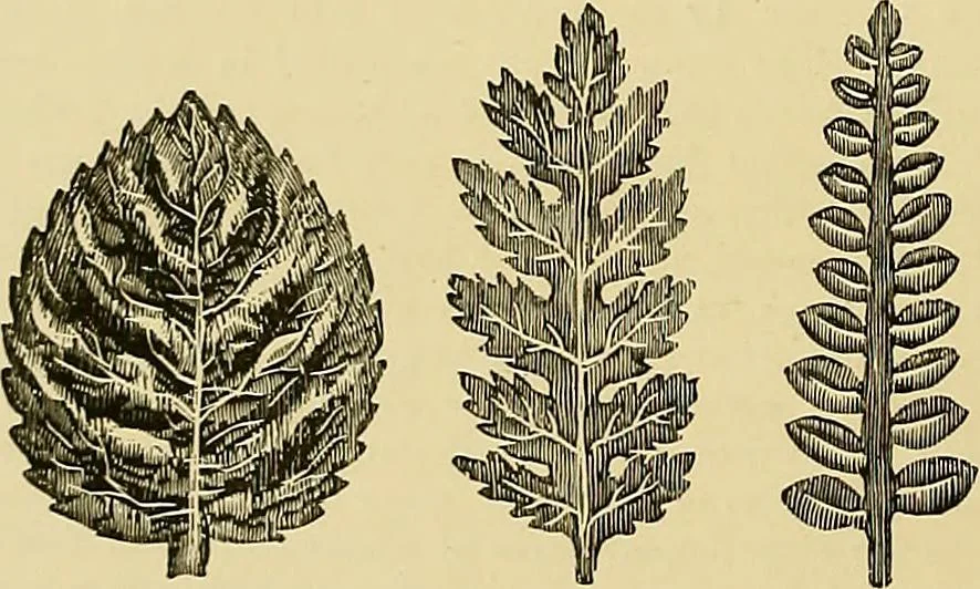 An illustration from The dictionary of needlework : an encyclopaedia of artistic, plain, and fancy needlework. Dealing fully with the details of all the stitches employed, the method of working, the materials used, the meaning of technical terms, and, where necessary, tracing the origin and history of the various works described. Illustrated with upwards of 800 wood engravings, and coloured plates. Plain sewing, textiles, dressmaking, appliances, and terms, 1885, leaf 99
