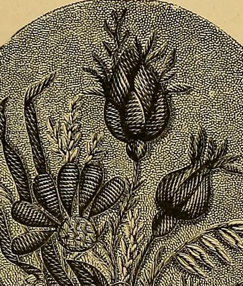 An illustration from The dictionary of needlework : an encyclopaedia of artistic, plain, and fancy needlework. Dealing fully with the details of all the stitches employed, the method of working, the materials used, the meaning of technical terms, and, where necessary, tracing the origin and history of the various works described. Illustrated with upwards of 800 wood engravings, and coloured plates. Plain sewing, textiles, dressmaking, appliances, and terms, 1885, leaf 136