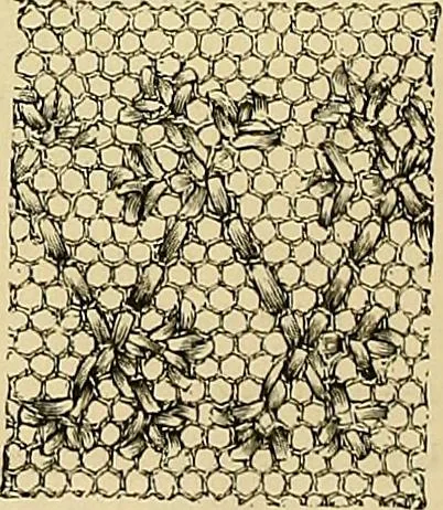 An illustration from The dictionary of needlework : an encyclopaedia of artistic, plain, and fancy needlework. Dealing fully with the details of all the stitches employed, the method of working, the materials used, the meaning of technical terms, and, where necessary, tracing the origin and history of the various works described. Illustrated with upwards of 800 wood engravings, and coloured plates. Plain sewing, textiles, dressmaking, appliances, and terms, 1885, leaf 35