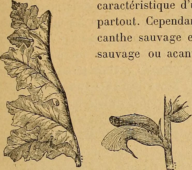 An illustration from Dictionnaire des arts décoratifs à l'usage des artisans, des artistes, des amateurs et des écoles, 1880, leaf 32