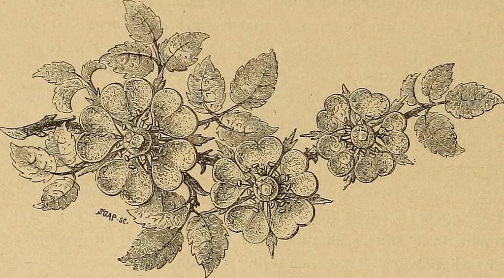 An illustration from Dictionnaire des arts décoratifs à l'usage des artisans, des artistes, des amateurs et des écoles, 1880, leaf 391