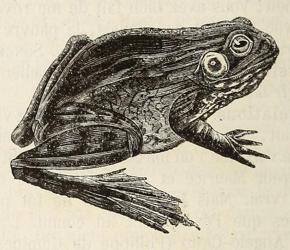 An illustration from Dictionnaire infernal; répertoire universel des êtres, des personnages, des livres, des faits et des choses qui tiennent aux esprits .., 1863, leaf 594