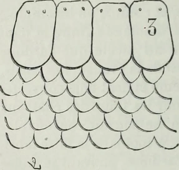An illustration from Dictionnaire raisonné de l'architecture française du XIe au XVIe siècle, 1858, leaf 479