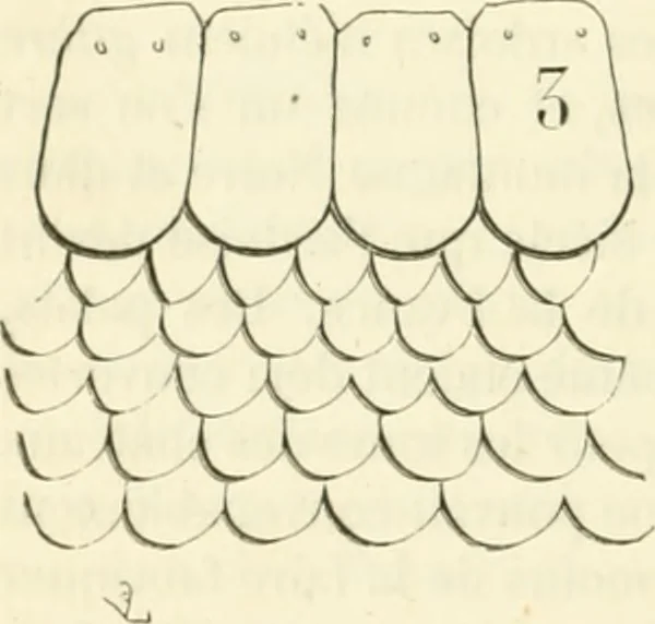 An illustration from Dictionnaire raisonné de l'architecture française du XIe au XVIe siècle, 1858, leaf 479