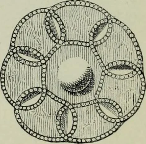 An illustration from Die altgermanische thierornamentik; typologische studie über germanische metallgegenstände aus dem IV. bis IX. jahrhundert, nebst einer studie über irische ornamentik, 1904, leaf 103