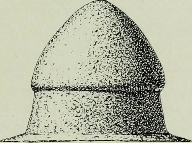 An illustration from Die altgermanische thierornamentik; typologische studie über germanische metallgegenstände aus dem IV. bis IX. jahrhundert, nebst einer studie über irische ornamentik, 1904, leaf 112