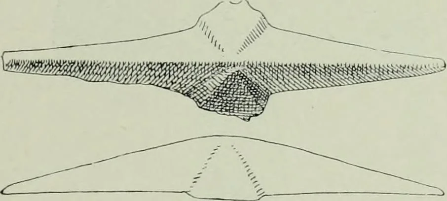 An illustration from Die altgermanische thierornamentik; typologische studie über germanische metallgegenstände aus dem IV. bis IX. jahrhundert, nebst einer studie über irische ornamentik, 1904, leaf 120
