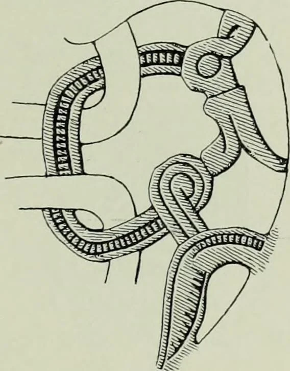 An illustration from Die altgermanische thierornamentik; typologische studie über germanische metallgegenstände aus dem IV. bis IX. jahrhundert, nebst einer studie über irische ornamentik, 1904, leaf 326