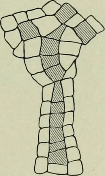 An illustration from Die altgermanische thierornamentik; typologische studie über germanische metallgegenstände aus dem IV. bis IX. jahrhundert, nebst einer studie über irische ornamentik, 1904, leaf 50