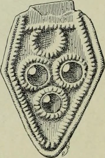 An illustration from Die altgermanische thierornamentik; typologische studie über germanische metallgegenstände aus dem IV. bis IX. jahrhundert, nebst einer studie über irische ornamentik, 1904, leaf 61