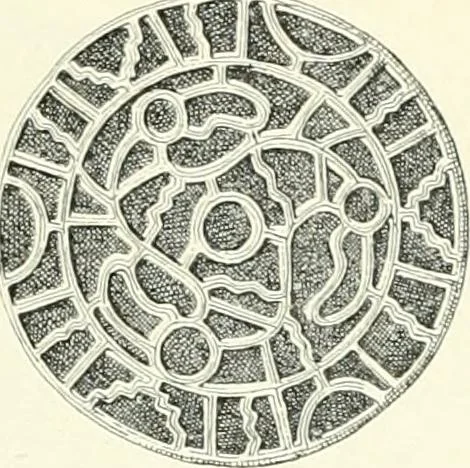 An illustration from Die altgermanische Thierornamentik : typologische Studie über germanische Metallgegenstände aus dem IV. bis IX. Jahrhundert, nebst einer Studie über irische Ornamentik, 1904, leaf 106