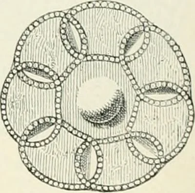 An illustration from Die altgermanische Thierornamentik : typologische Studie über germanische Metallgegenstände aus dem IV. bis IX. Jahrhundert, nebst einer Studie über irische Ornamentik, 1904, leaf 107