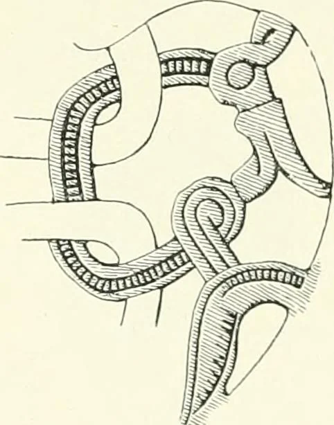 An illustration from Die altgermanische Thierornamentik : typologische Studie über germanische Metallgegenstände aus dem IV. bis IX. Jahrhundert, nebst einer Studie über irische Ornamentik, 1904, leaf 330