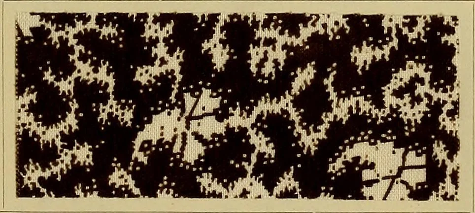 An illustration from Die Biezenfarbstoffe der Fabriken vorm. Friedr. Bayer & Co., Elberfeld, auf dem Gebiet der Fruckerei und Färberei, 1901, leaf 163