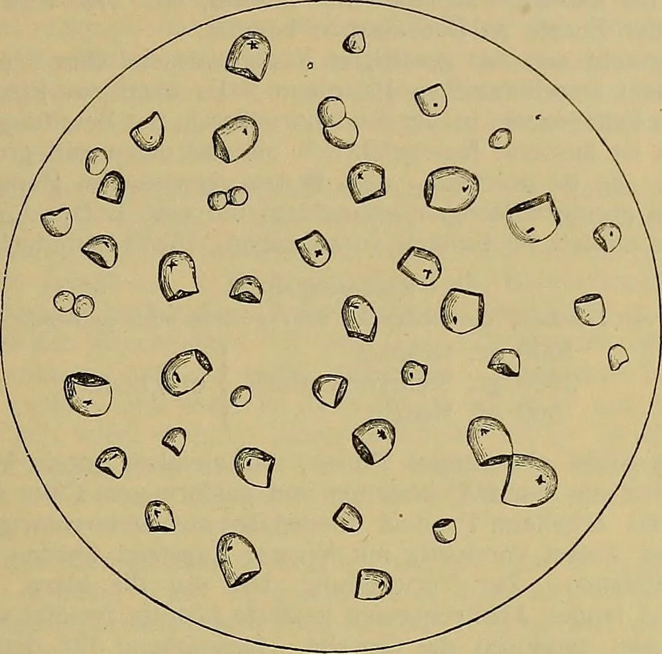 An illustration from Die Biezenfarbstoffe der Fabriken vorm. Friedr. Bayer & Co., Elberfeld, auf dem Gebiet der Fruckerei und Färberei, 1901, leaf 45