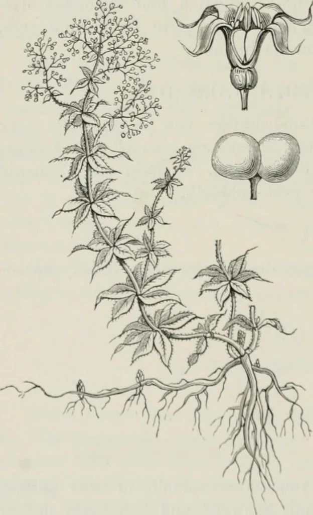 An illustration from Die Chemie des Steinkohlentheers mit besonderer Berücksichtigung der künstlichen organischen Farbstoffe, 1900, leaf 263