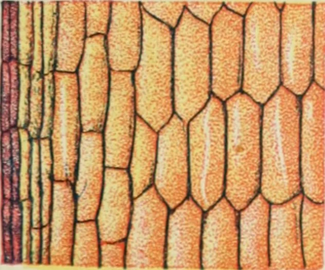 An illustration from Die Chemie des Steinkohlentheers mit besonderer Berücksichtigung der künstlichen organischen Farbstoffe, 1900, leaf 274