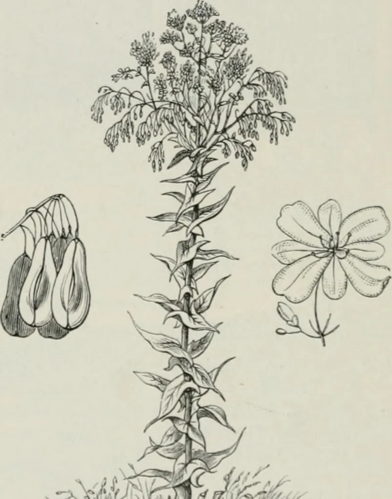 An illustration from Die Chemie des Steinkohlentheers mit besonderer Berücksichtigung der künstlichen organischen Farbstoffe, 1900, leaf 381