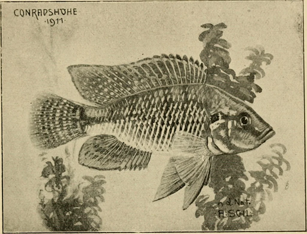 An illustration from Die exotischen zierfische in wort und bild, 1914, leaf 100
