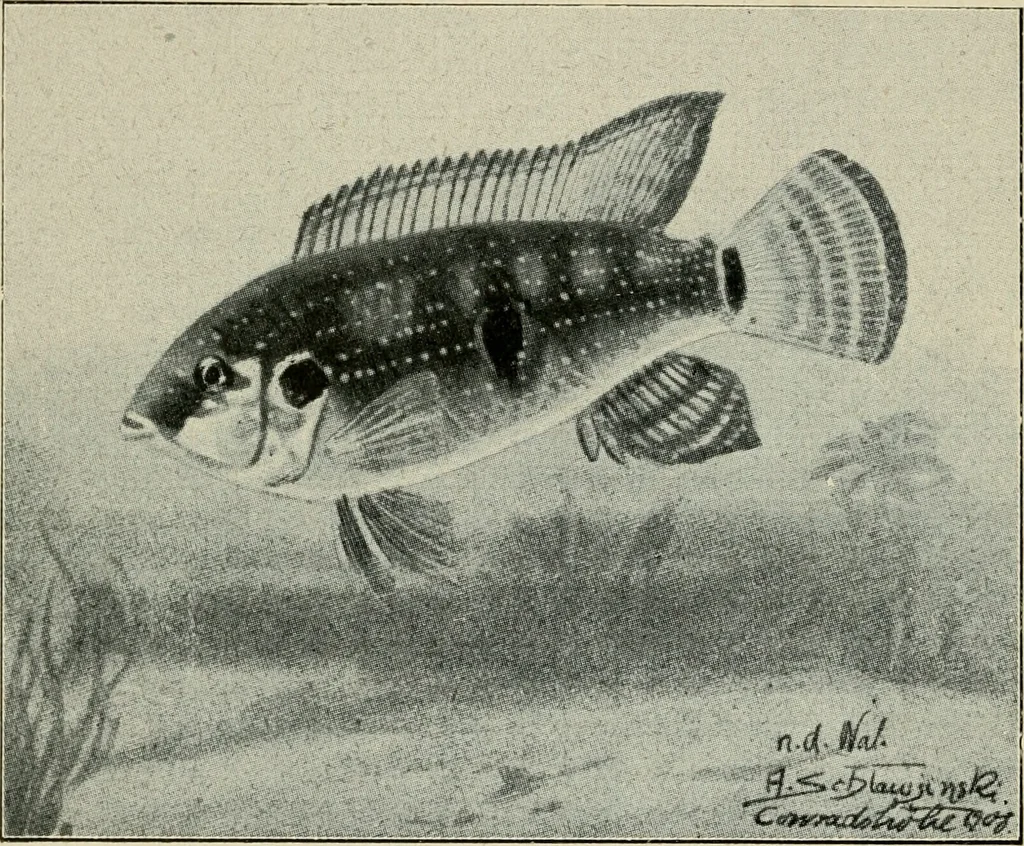 An illustration from Die exotischen zierfische in wort und bild, 1914, leaf 101