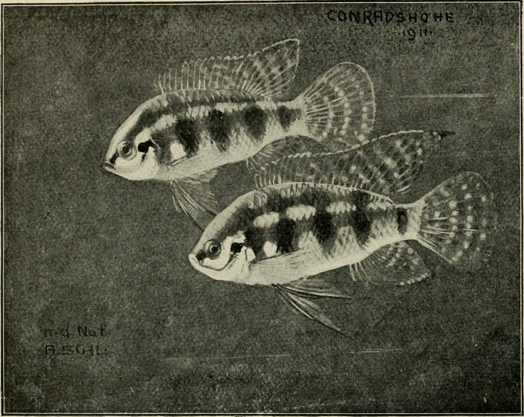 An illustration from Die exotischen zierfische in wort und bild, 1914, leaf 103