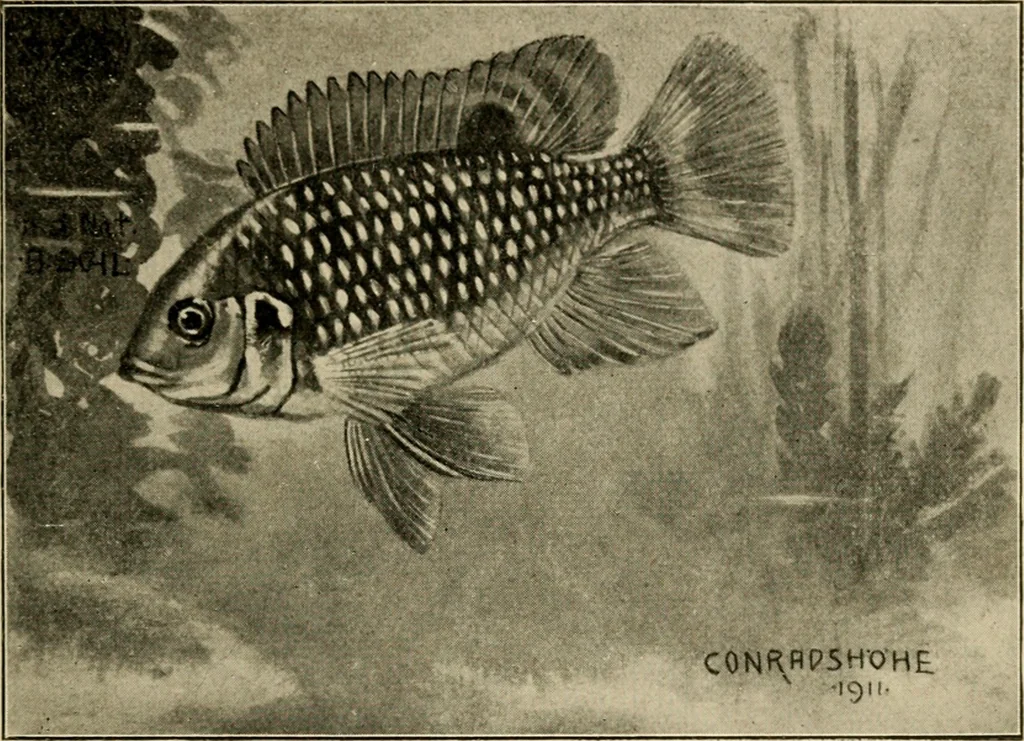 An illustration from Die exotischen zierfische in wort und bild, 1914, leaf 104