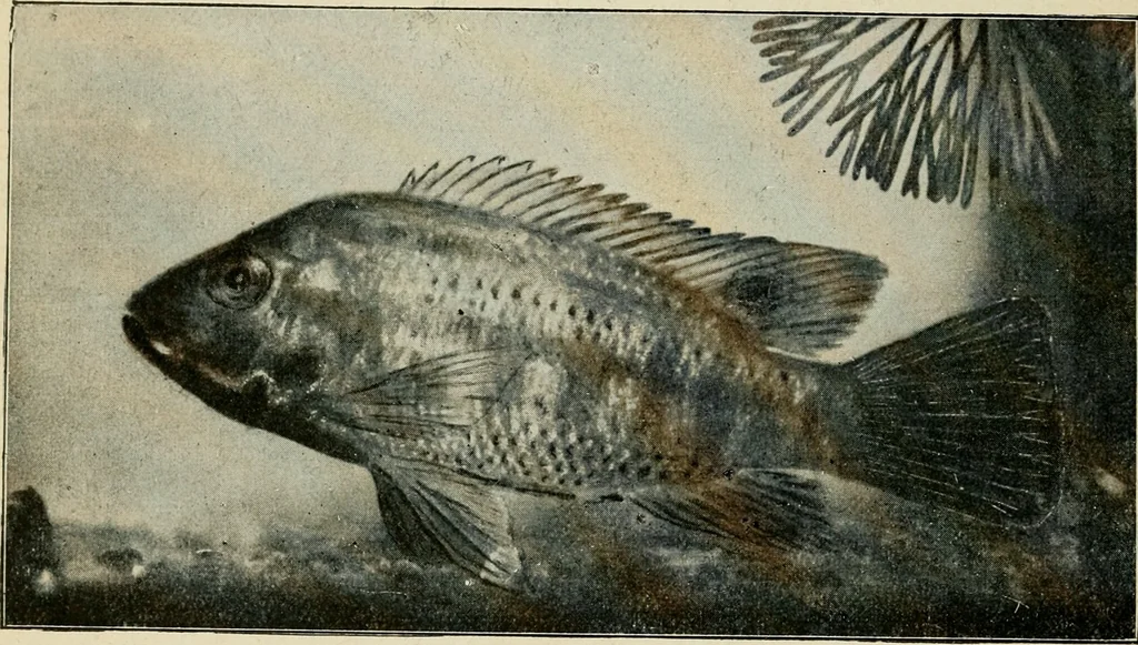 An illustration from Die exotischen zierfische in wort und bild, 1914, leaf 105