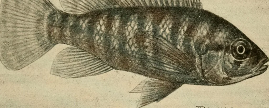 An illustration from Die exotischen zierfische in wort und bild, 1914, leaf 106