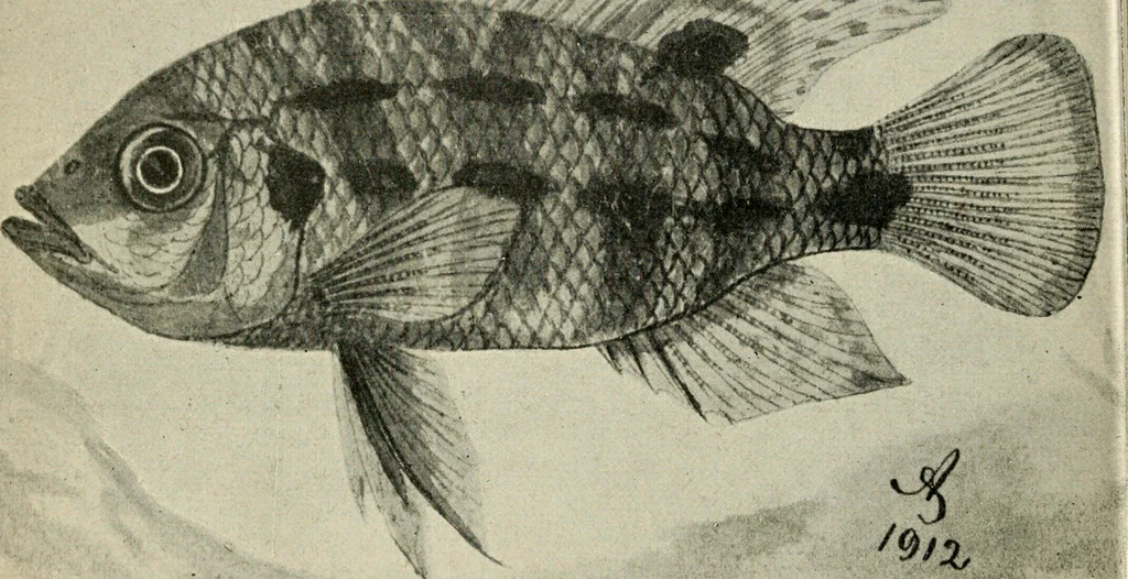 An illustration from Die exotischen zierfische in wort und bild, 1914, leaf 107