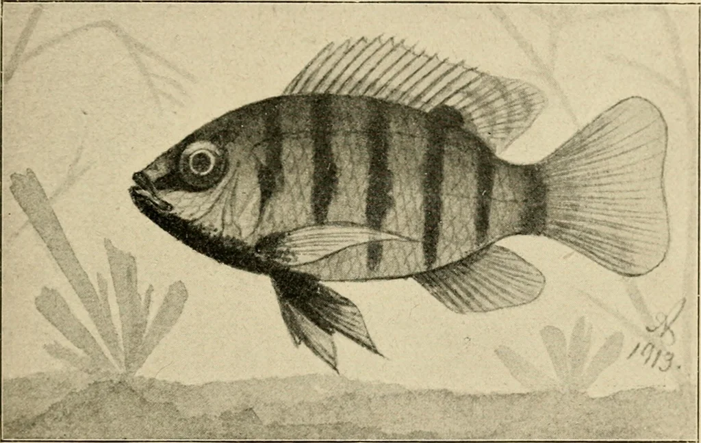 An illustration from Die exotischen zierfische in wort und bild, 1914, leaf 108