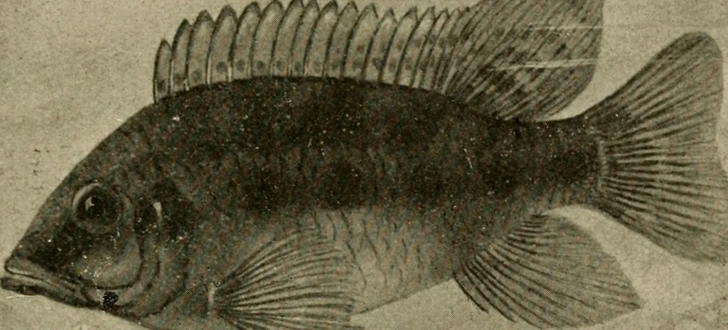 An illustration from Die exotischen zierfische in wort und bild, 1914, leaf 110