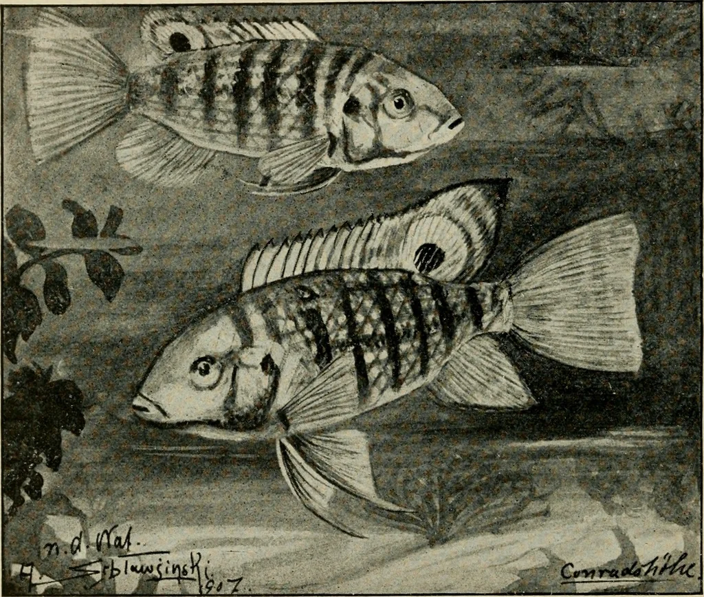 An illustration from Die exotischen zierfische in wort und bild, 1914, leaf 111