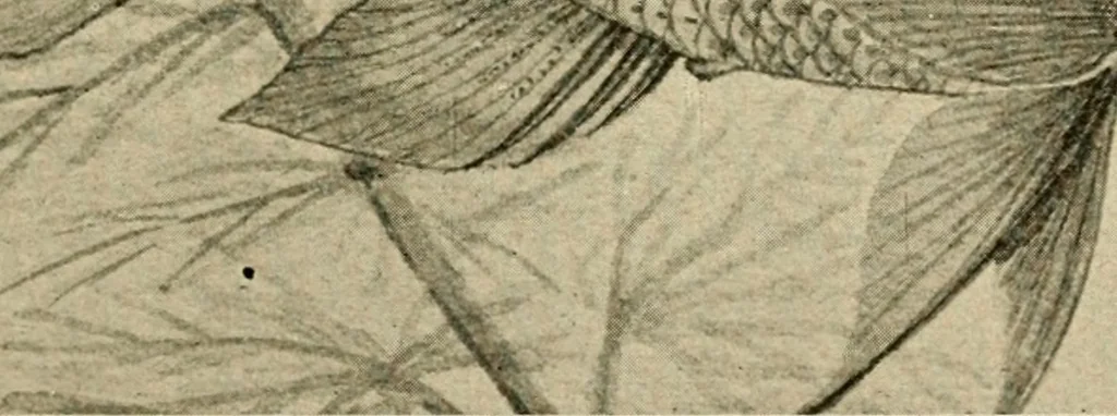 An illustration from Die exotischen zierfische in wort und bild, 1914, leaf 112