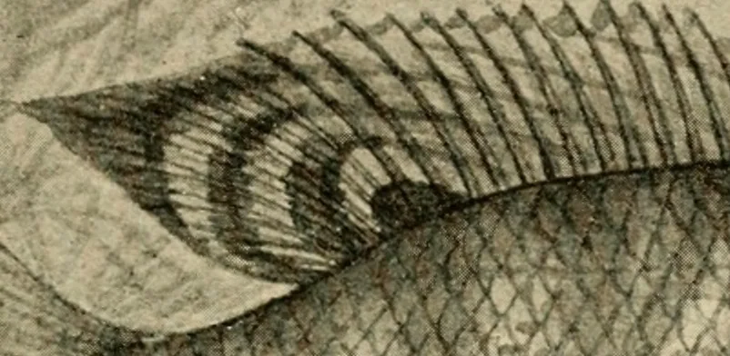 An illustration from Die exotischen zierfische in wort und bild, 1914, leaf 112