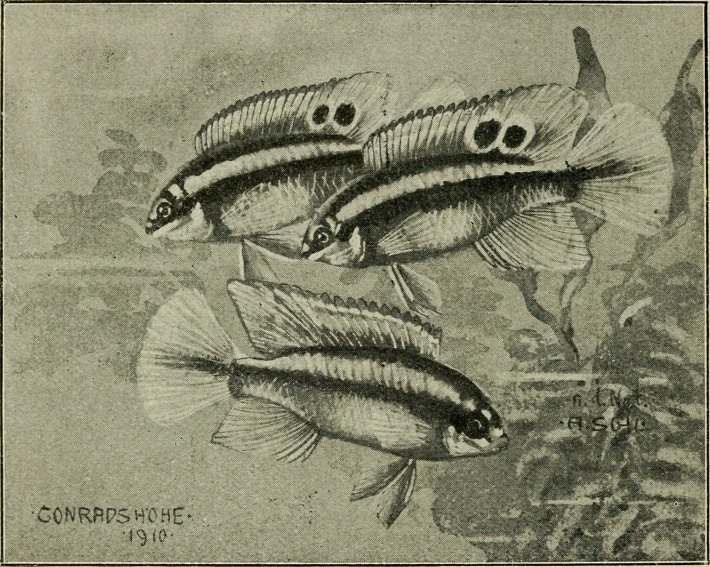 An illustration from Die exotischen zierfische in wort und bild, 1914, leaf 113