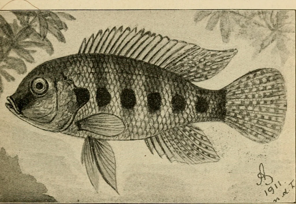 An illustration from Die exotischen zierfische in wort und bild, 1914, leaf 116