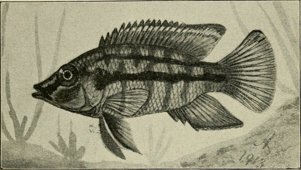 An illustration from Die exotischen zierfische in wort und bild, 1914, leaf 117