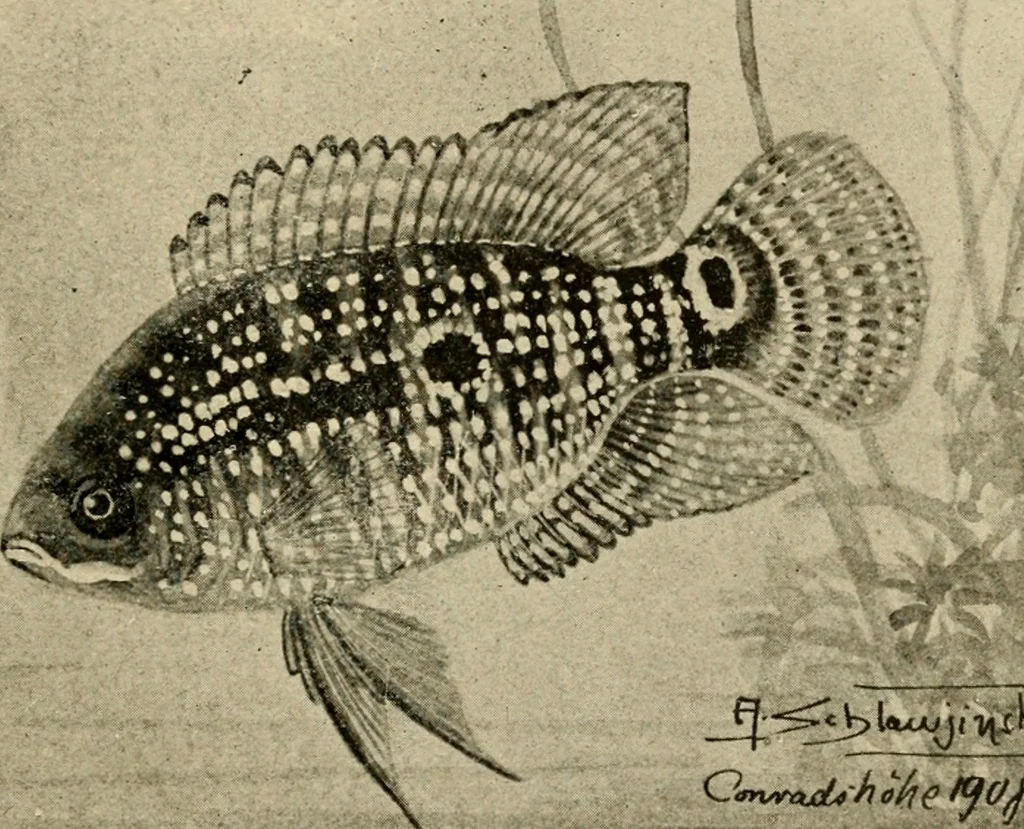 An illustration from Die exotischen zierfische in wort und bild, 1914, leaf 120